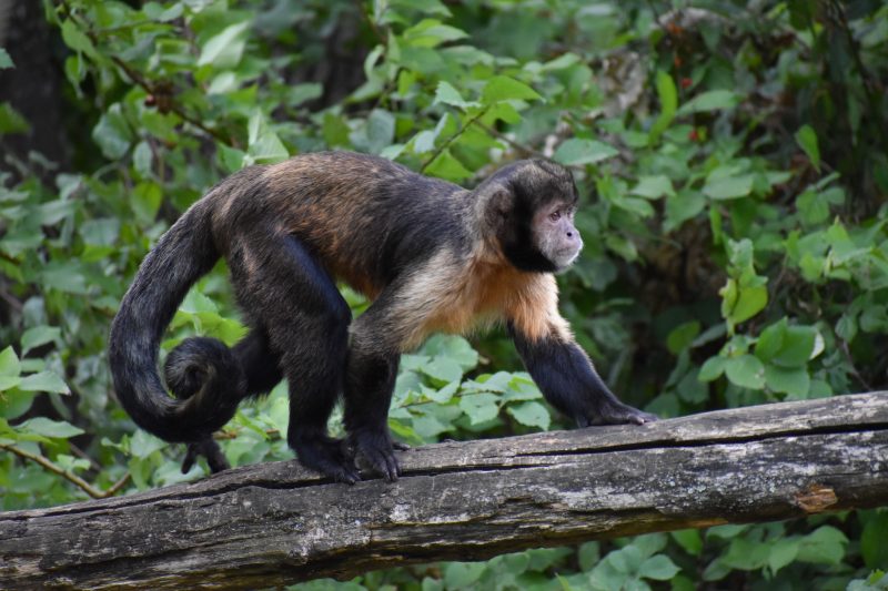 Macaco conhecido como Chico 'sequestra' filhotes de cães e gatos