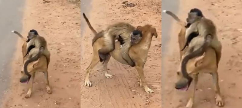 Macaco sequestra gato e monta em cachorro caramelo 
