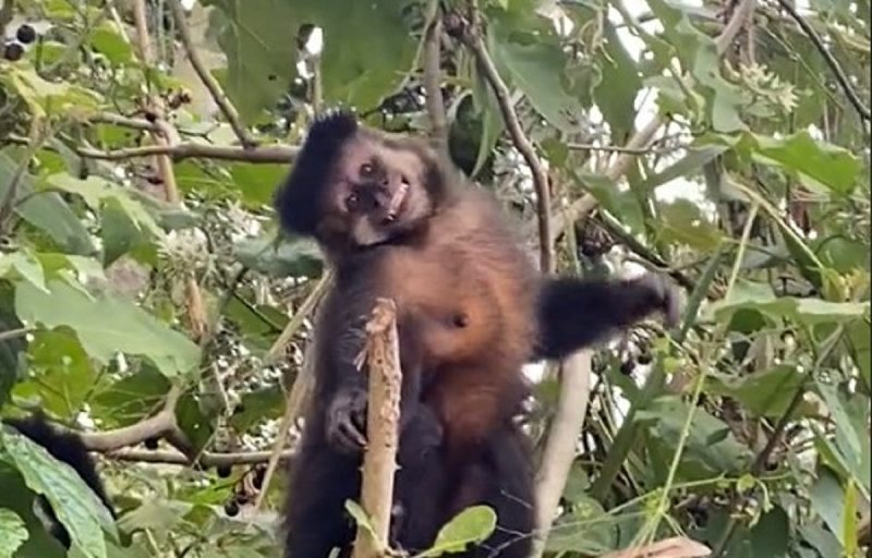Macaco carismático chama atenção em Jurerê Internacional