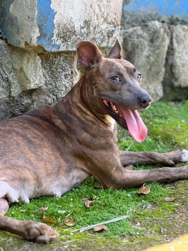 Mam&atilde;e Cereja tem 1 ano de idade e tamb&eacute;m est&aacute; para ado&ccedil;&atilde;o na Dibea – Foto: Divulga&ccedil;&atilde;o Dibea/PMF