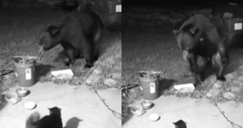 Provavelmente o gato já se encontrou com outros ursos