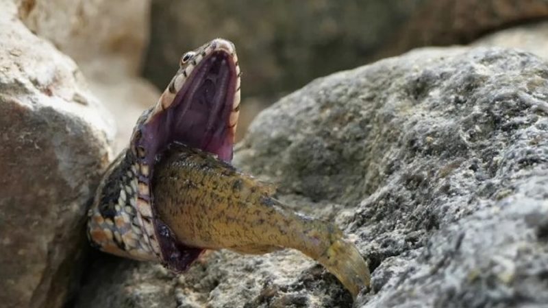 A snake expert has photographed a reptile gasping for breath while trying to eat a fish the size of its own head. 