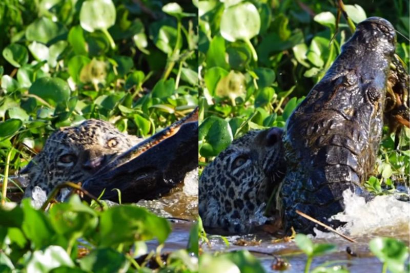 On&ccedil;a lutou contra o jacar&eacute; at&eacute; embaixo d’&aacute;gua – Foto: Reprodu&ccedil;&atilde;o/Redes Sociais/ND