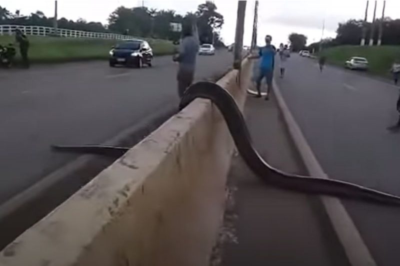 Para completar a travessia, sucuri ainda “pulou” mureta que divide as pistas – Foto: Reprodu&ccedil;&atilde;o/Redes Sociais/ND