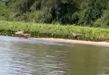 Vídeo flagrou várias onças no mesmo local
