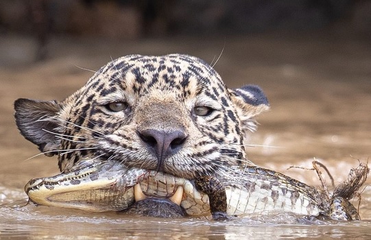onça-pintada com jacaré na boca