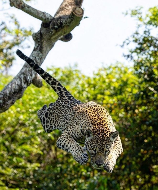 Salto da onça-pintada