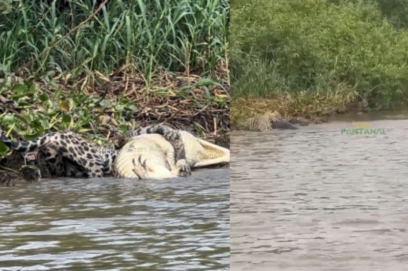 Jacar&eacute; n&atilde;o teve chance contra a on&ccedil;a – Foto: Reprodu&ccedil;&atilde;o/Redes Sociais/ND