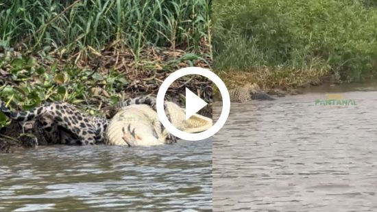 Cãoboy': cachorro 'boiadeiro' encarna touro e galopa com fantasia de  cowboy; assista