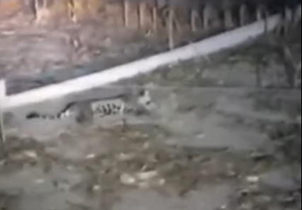 Onça e antas morreram eletrocutadas