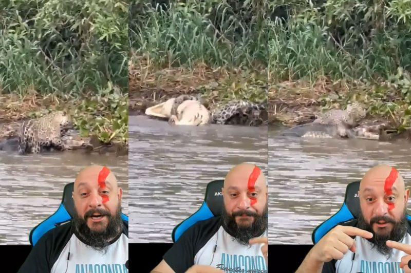 Onça agarrada com o jacaré. Biólogo reage ao vídeo