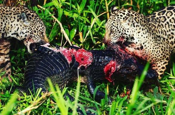 Onças atacam jacaré 