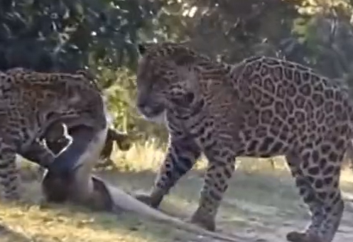 Onça ataca jacaré em vídeo