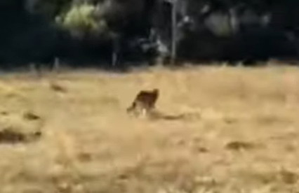 Onça-parda ataca e mata carneiro