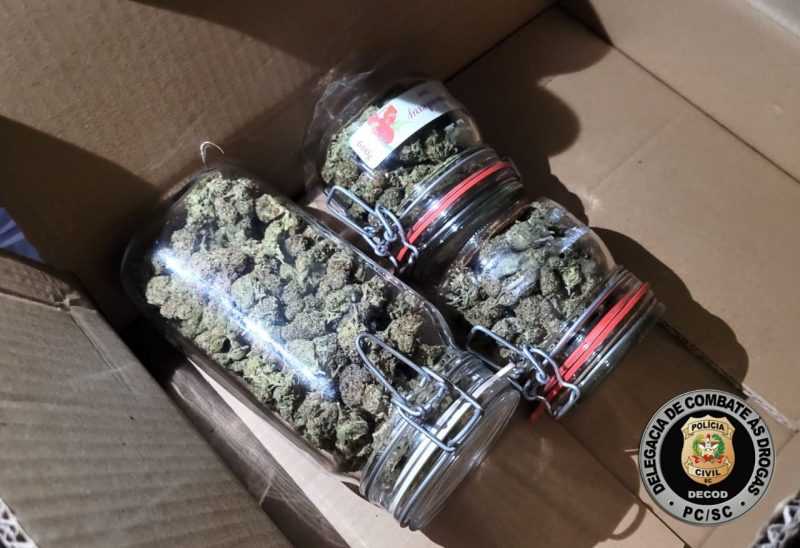 Lutador demonstrava um apre&ccedil;o pelo tr&aacute;fico de cannabis – Foto: PCSC/Divulga&ccedil;&atilde;o/ND