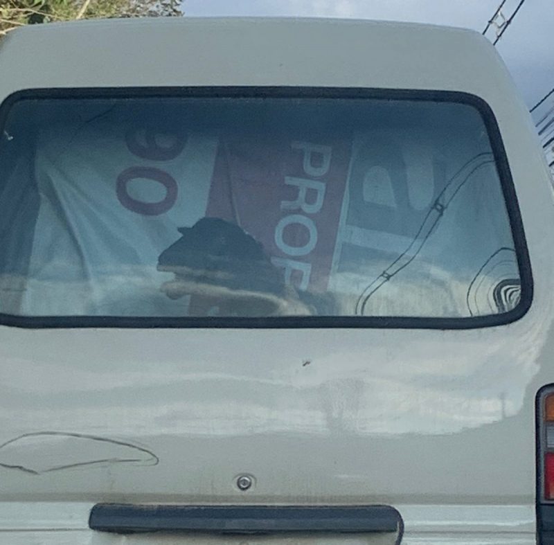 O rolê da ovelha foi publicado em uma página de humor da cidade e viralizou 