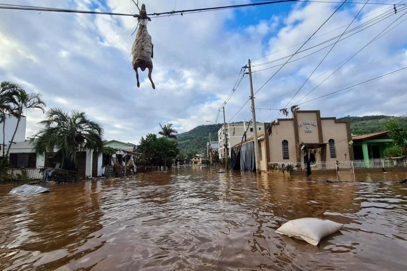 Água baixa e ovelha aparece pendurada em rede elétrica de Muçum RS veja vídeo