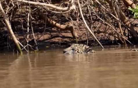 A onça-pintada é também uma nadadora.