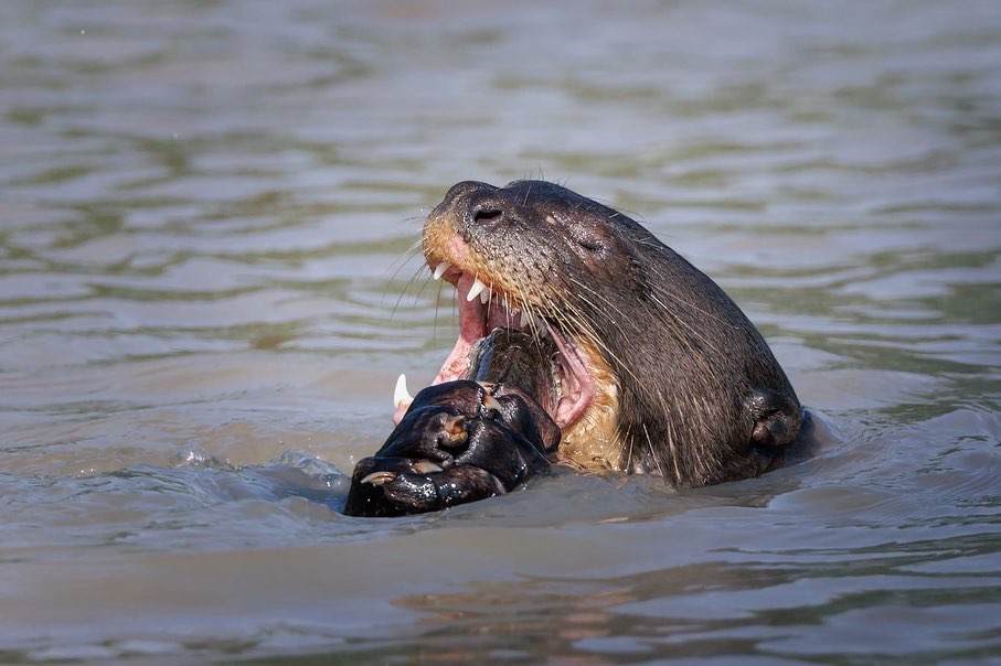 Photographer Cecilia Lorenzo Burgunder captured a voracious otter devouring fish in the waters of the Pantanal.  - Cecilia Lorenzo Burgunder/Reproduction/ND