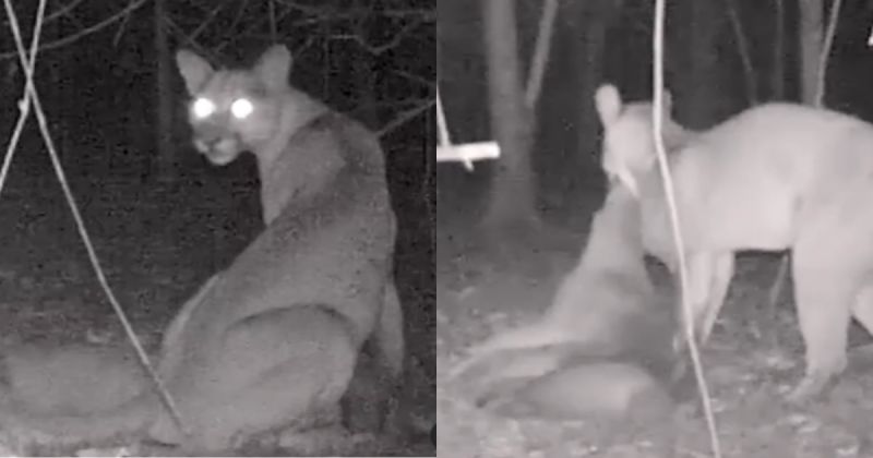 A onça-parda foi flagrada. 