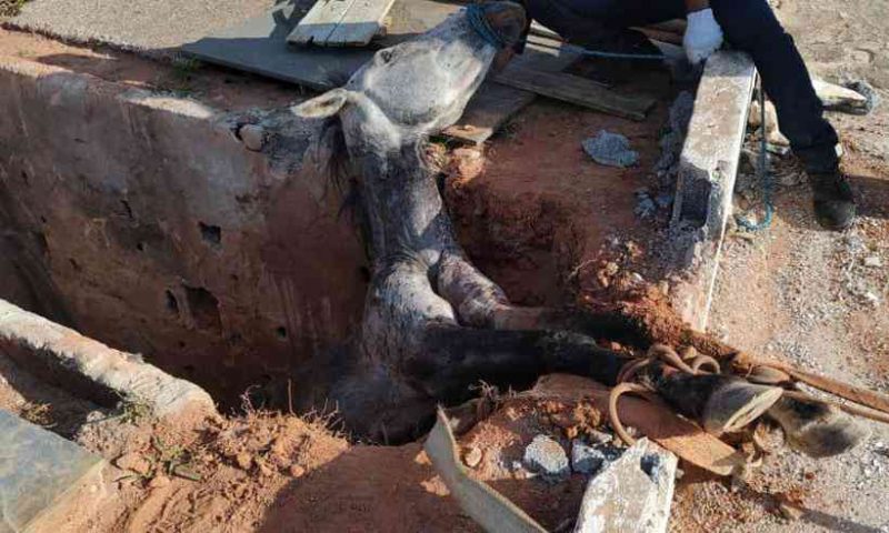 A égua foi resgatada pelos bombeiros 