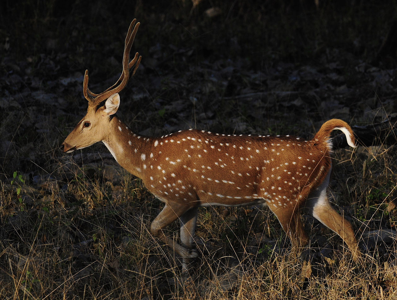 Males usually have huge horns.  - Nagarhole National Park/Reproduction/North Dakota