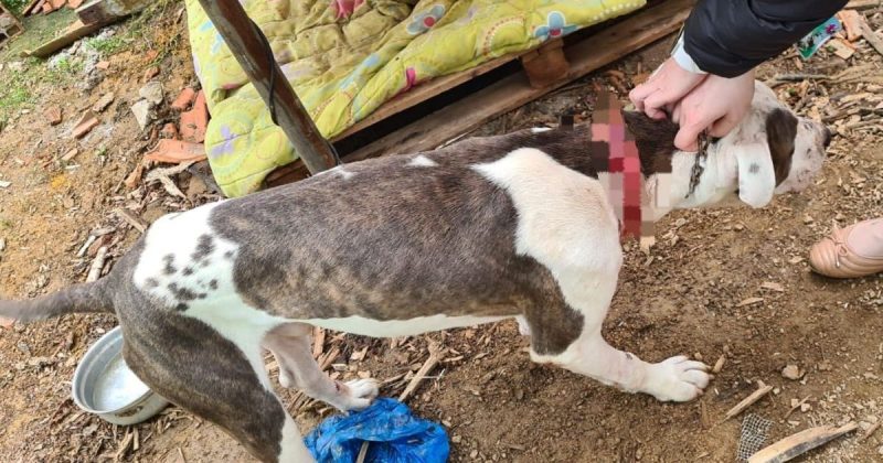 Animal j&aacute; est&aacute; sendo tratado – Foto: PCSC/Divulga&ccedil;&atilde;o/ND