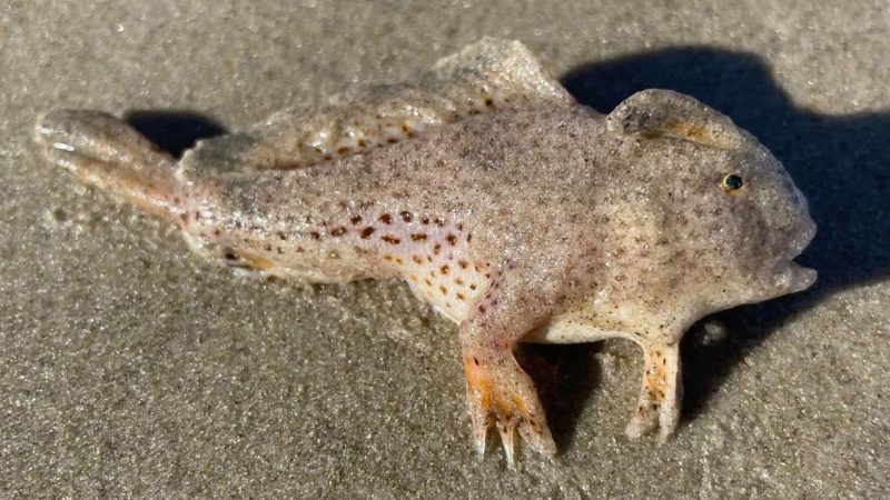 Espécie usa as barbatanas parecidas com mãos para se arrastar pela areia