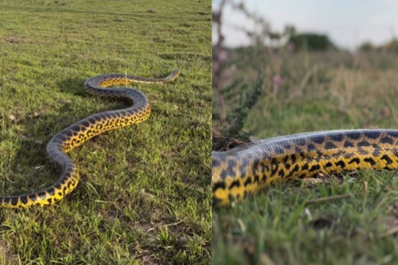 Sucuri-amarela aparecendo desfilando