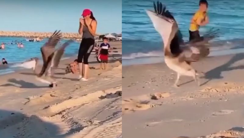 V&iacute;deo em que animal abocanha “presa” na praia ganhou as redes sociais – Foto: Bi&oacute;logo Henrique/Reprodu&ccedil;&atilde;o/ND