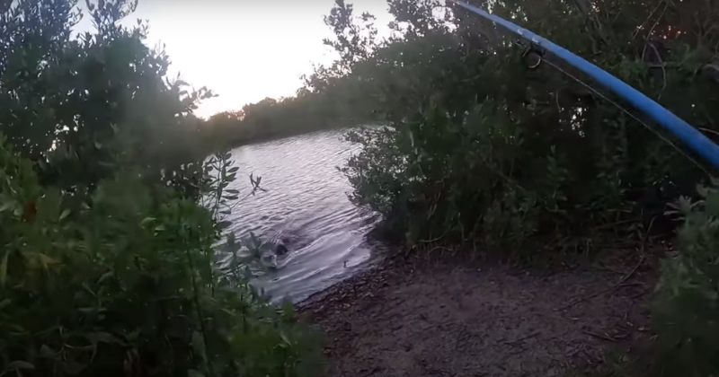 Animal perseguiu pescador em trilha – Foto: A-Z Animals/Reprodu&ccedil;&atilde;o/ND