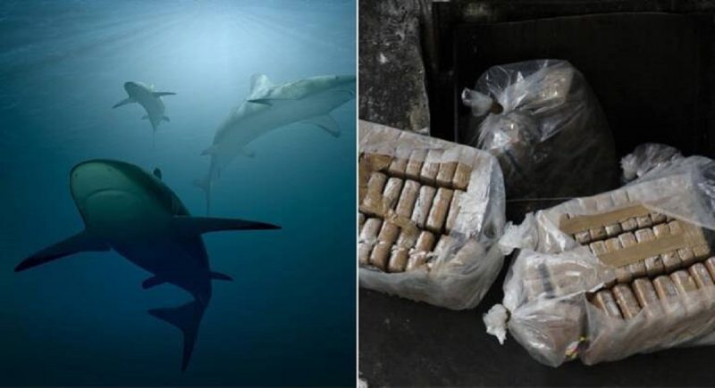 Não se sabe ao certe se cocaína realmente afeta os tubarões