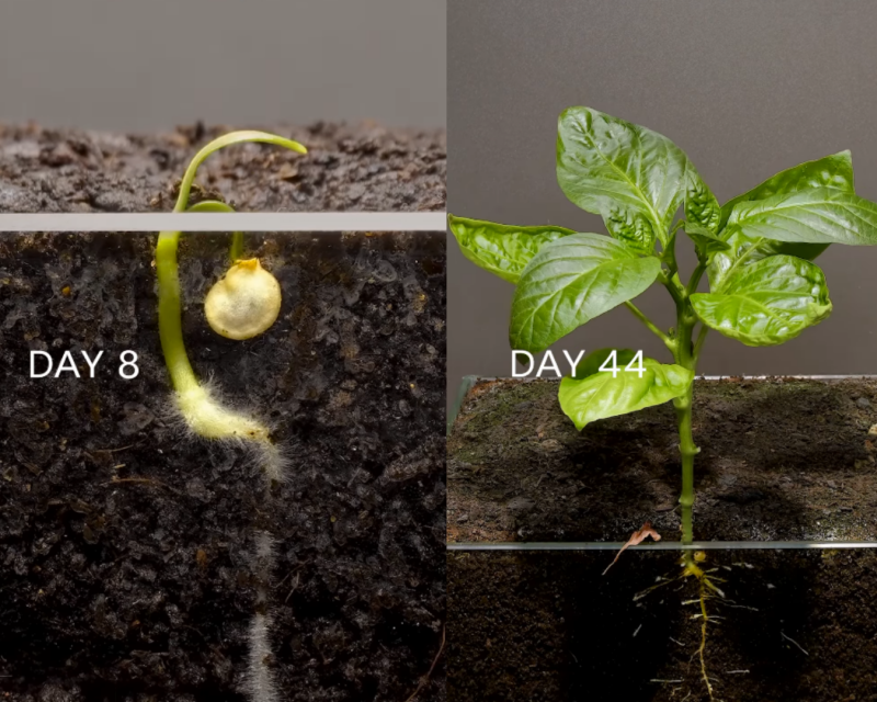 Time-lapse de pimentão.