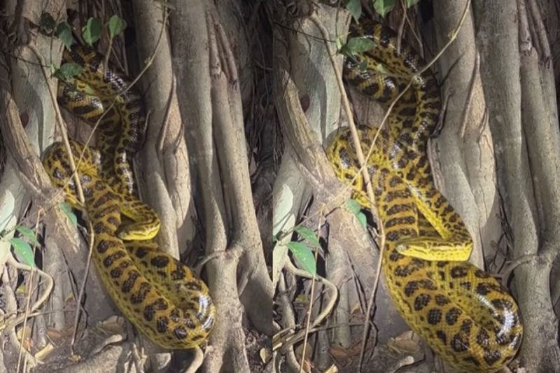 Sucuri-amarela foi encontrada entre ra&iacute;zes de uma &aacute;rvore – Foto: Pantanal Oficial/Reprodu&ccedil;&atilde;o/ND
