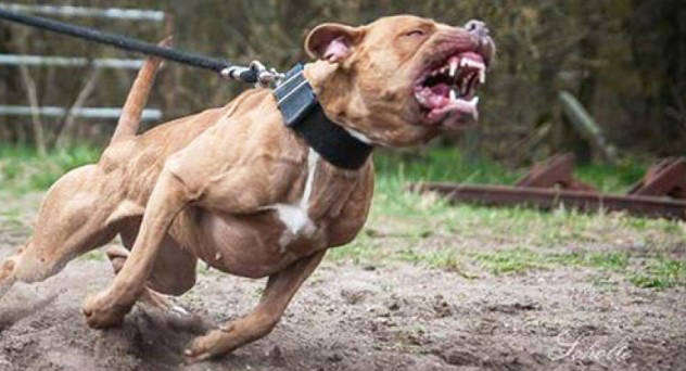 Mera ilustra&ccedil;&atilde;o. O c&atilde;o Pitbull &eacute; conhecido por sua for&ccedil;a nas mand&iacute;bulas. – Foto: Redes sociais