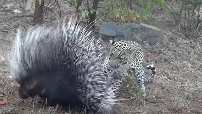 Leopardo ataca porco espinho 