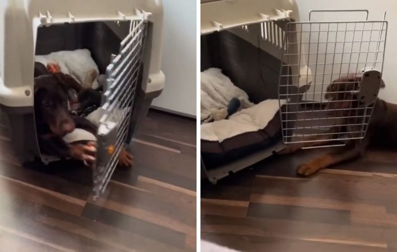 V&iacute;deo hil&aacute;rio gerou coment&aacute;rios de pessoas que se identificaram com a hist&oacute;ria – Foto: @belinha_pitmonster/ Tiktok/ Reprodu&ccedil;&atilde;o/ ND