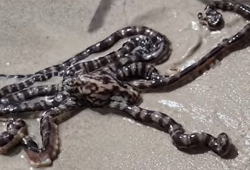 Polvo-mímico se defende de possíveis predadores virando rocha