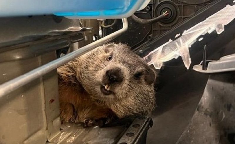 Marmota foi encontrada dentro de carro e não estava ansiosa para sair do local -