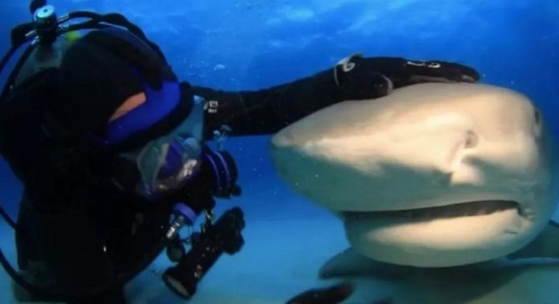 Scuba diver Jim Abernethy cuddles with his beloved tiger shark Emma