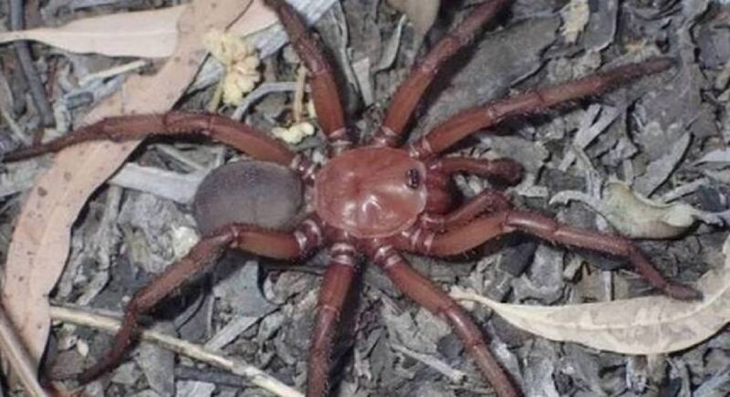 Aranha-de-al&ccedil;ap&atilde;o n&atilde;o tem um veneno perigoso a humanos apesar do tamanho e constr&oacute;i buracos – Foto: Reprodu&ccedil;&atilde;o/ Instagram Queensland Museum