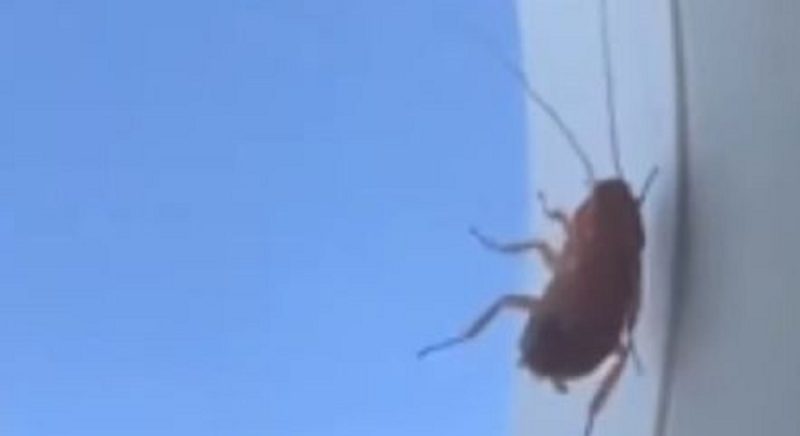 Cockroach drove over 3,000 km in China