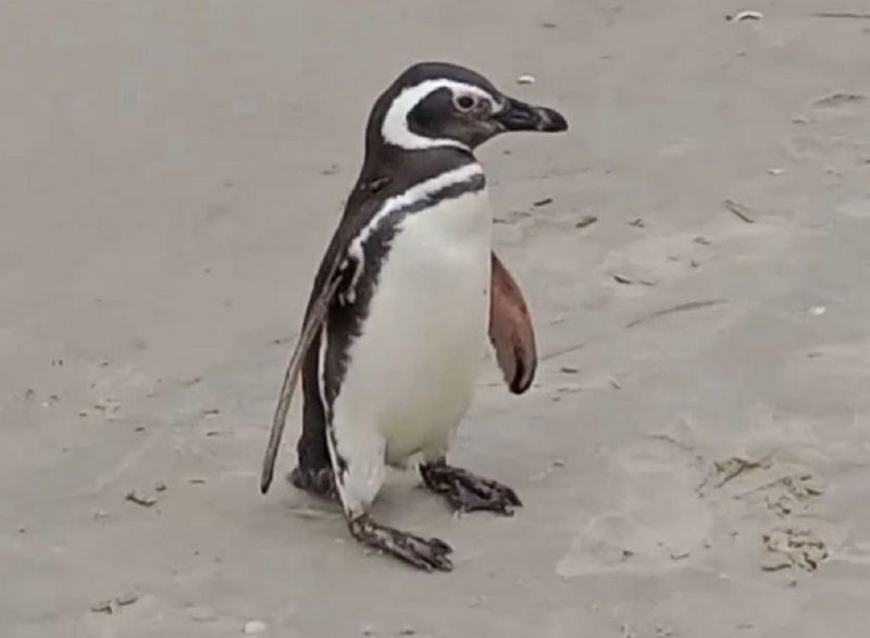 Pinguim apareceu na areia da Barra da Lagoa nesta quinta (21)