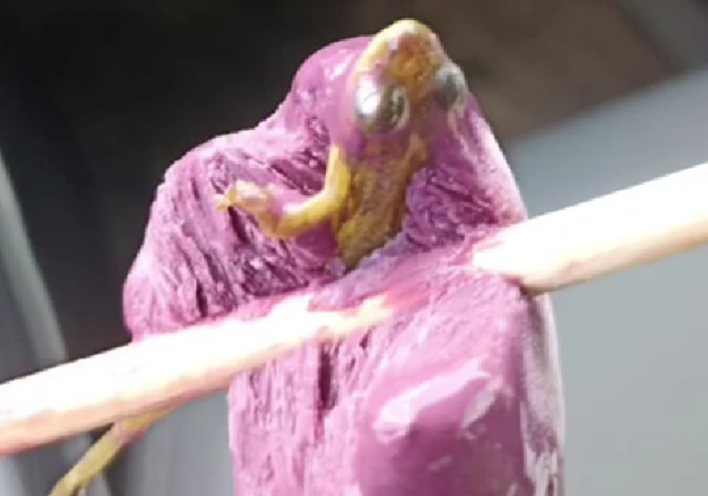 Homem encontra recheio surpresa em picolé no Amazonas - Foto: Reprodução/Redes Sociais/ND