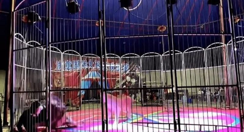 Leão atacou domador dentro da jaula na cidade de Dongning, na China