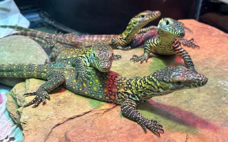 Dragões-de-Komodo nasceram em zoológico da Flórida