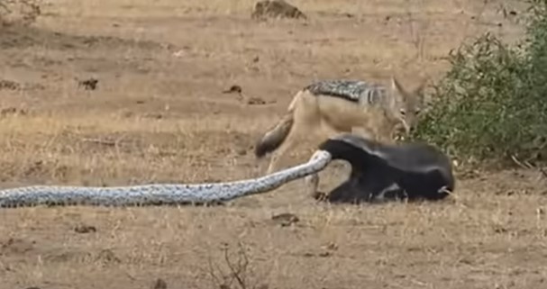 Texugo esperto se livra da cobra píton e luta contra dois chacais