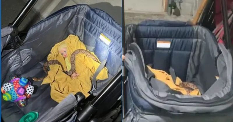 Víbora cabeça-de-cobre no carrinho 