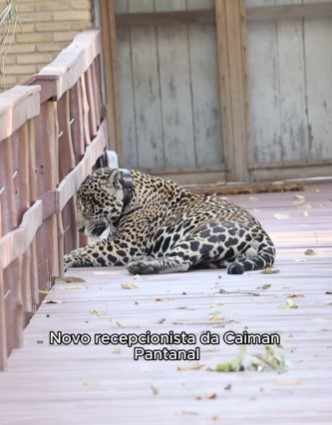 A quiet jaguar appears, tending the rooms in a guest house in the Pantanal, and shares the opinions of Internet users - @fabiopaschoalpantanal/Disclosure/ND