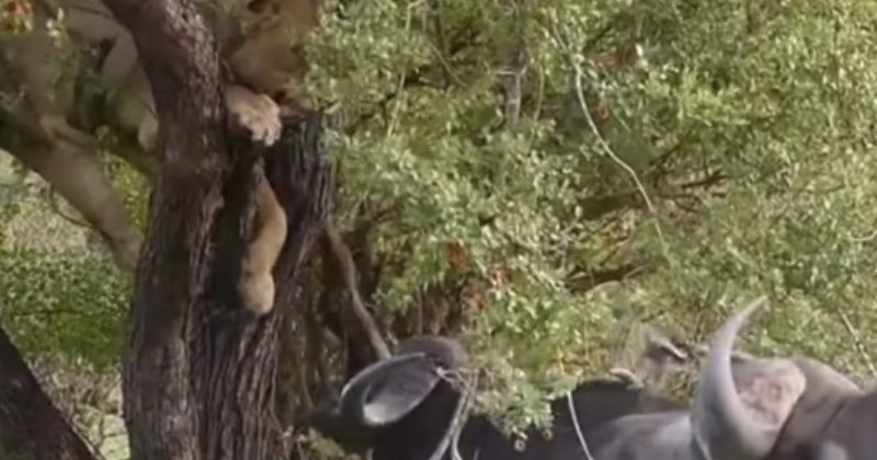 Leão escapou de búfalos